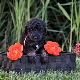 Poodle Puppies from Nay Design Poodles