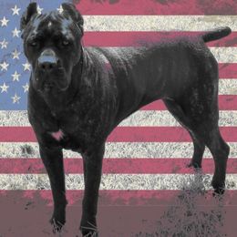 Cane Corso from Prideland Cane Corso
