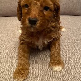 Cavachon, Cavalier King Charles Spaniel, Cavapoo, Goldendoodle, and Poodle Puppies from Manoka's Honeybee