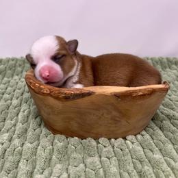 Liberty - Red female Pembroke Welsh Corgi puppy in Waco, Texas from The Comma Corgis