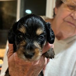 Acorn - Black and tan male Dachshund puppy in Florence County, South Carolina from Modern Family Standards