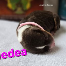 Medea - Red tri-color female Australian Shepherd puppy in Smithfield, Utah from Invictus Farms