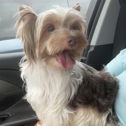 Bella - Yorkshire Terrier