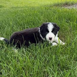 Rubble - White and seal male Border Collie puppy in Dorr, Michigan from Pineview Farm
