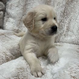 Jess - Light golden male Golden Retriever puppy in North Highlands, California from The Purrfectpups