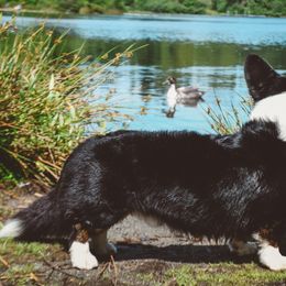 Cardigan Welsh Corgi All Grown Up from Kahukura Cardigans