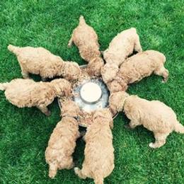 Poodle Puppies from Stunningly Sweet Standards