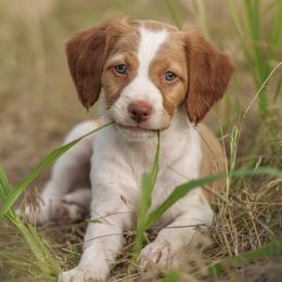Brittany puppies from Alar Brittanys