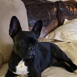 Companion Cross All Grown Up from Lady Liberty Frenchtons