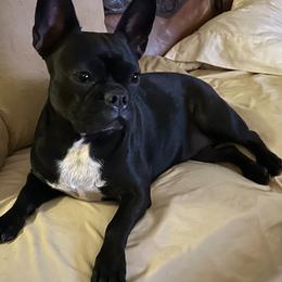 Companion Cross All Grown Up from Lady Liberty Frenchtons