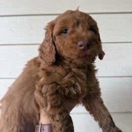 Purple - Apricot female Goldendoodle puppy in Shingle Springs, California from California Double Doodles