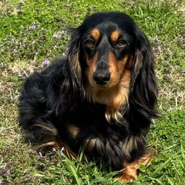 Miracle - Dachshund
