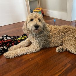 Goldendoodle All Grown Up from Faithfully Yours Doodles