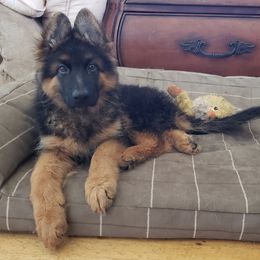 German Shepherd Puppies from Romuender German Shepherd Dogs