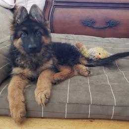 German Shepherd Puppies from Romuender German Shepherd Dogs