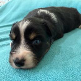Male 2 - Black tri male Miniature Australian Shepherd puppy in Turner, Maine from Bear Pond Aussies / Leonbergers of Maine