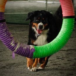 Bernese Mountain Dogs from Basia Mille Bernese Mountain Dogs