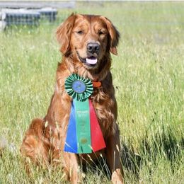Golden Retriever All Grown Up from Jesse Hinckley's Golden Retrievers