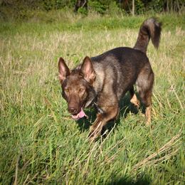 Envy - German Shepherd
