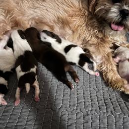 Shih Tzu puppies from Rooks' Shih Tzus