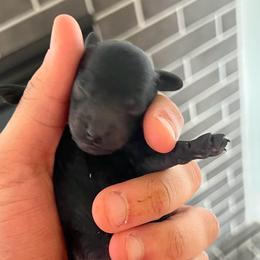 Girl 3 - Black female Poodle puppy in Lees Summit, Missouri from Divine K9s LLC