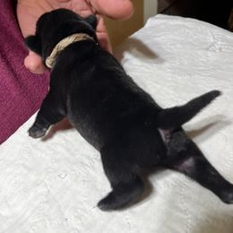 Amadeus - Pug puppy from Kismet Kennels, Exclusively Pugs