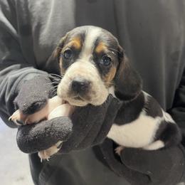 Girl 1 - Black brown and white female Basset Hound puppy in Noblesville, Indiana from Russell Bassets