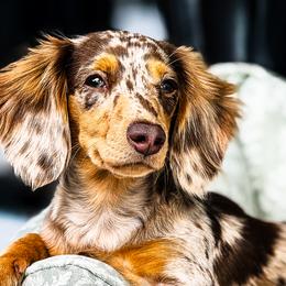 Chanel - Dachshund