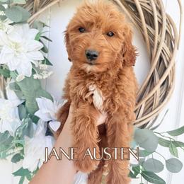 Jane Austen - Red  female Goldendoodle puppy in Wilson, North Carolina from Cedar Creek Doodles