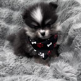 Rival - Black and tan female Pomeranian puppy in Harrisonville, Missouri from Cindy's Pomeranians