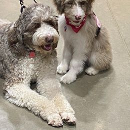 Aussiedoodle Puppies from Drew’s Aussies & Doodles