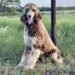 Joey - Poodle