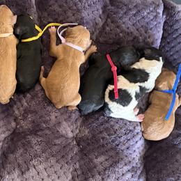 Cavapoo puppies from Clig Doodle Days