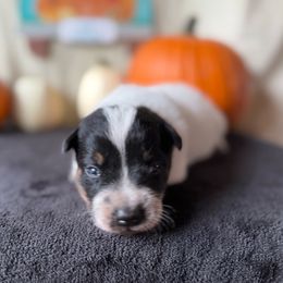 Blue Boy - Blue speckled male Australian Cattle Dog puppy in Cottage Grove, Oregon from Heirloom Ranch