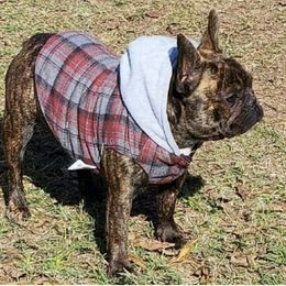 French Bulldogs from Pearl Seaboy