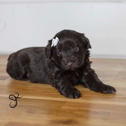 Sugar - Liver female Miniature Schnauzer puppy in Diamond Valley, Utah from JoJo's Schnauzers
