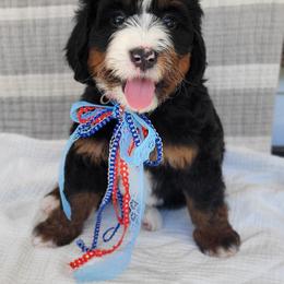 Liberty - Tri-color female Bernedoodle puppy in Warrior, Alabama from Elite Goldendoodles and Bernedoodles