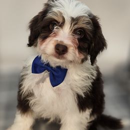 Casper - Brown and white Bernedoodle puppy in Decatur, Tennessee from Diamond's Doodles