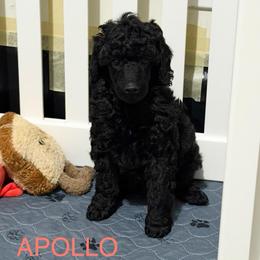 AKC Apollo - Red - Black male Poodle puppy in Baytown, Texas from Charlotte & Co. Miniature Poodles