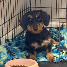 Murphy - Black and tan female Dachshund puppy in Athens, Alabama from Weidenthal Dachshunds