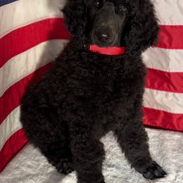 Makemake Nick Name - Black male Poodle puppy in Ainsworth, Nebraska from Cedar Grove Standard Poodles