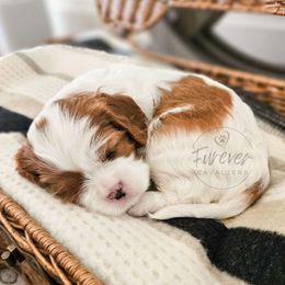 Girl 1 - Cavalier King Charles Spaniel puppy from Furever Cavaliers