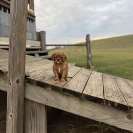 Cavalier King Charles Spaniel puppies from Veach Cavaliers & Farm