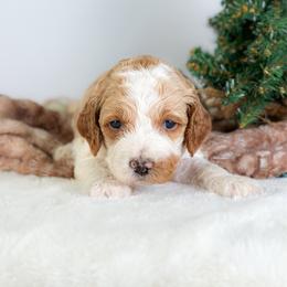 Pluto - Red and white male Cockapoo puppy in Pledger, Texas from Sugarbear Cockapoos