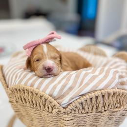 Marcie - Red female Bernedoodle puppy in Sulphur, Louisiana from Curly Q’s Of Carlyss