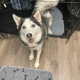 Sierra - Black and white female Pomsky puppy in New Lenox, Illinois from Illinois Poms