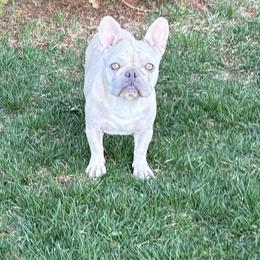 Dolce - French Bulldog