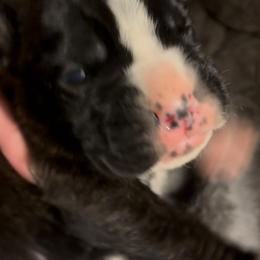 Brindle some white - Brindle male Boxer puppy in Graham, Washington from Precious Paws Boxer puppies in WA