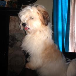 Seraphina - Coton de Tulear