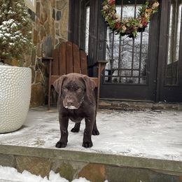 Labrador Retriever Puppies from Cedar Lake Labradors
